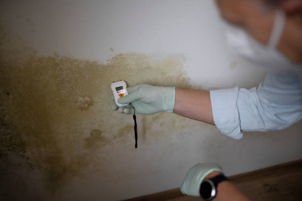 Knox, PA Mold Remediation Company